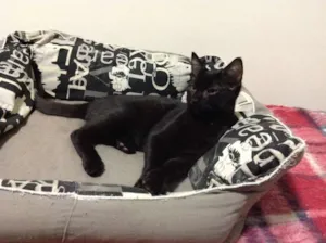 Gato raça SRD idade 2 a 6 meses nome Derek Morgan