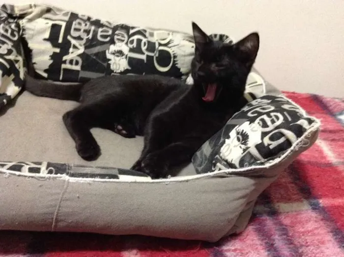 Gato ra a SRD idade 2 a 6 meses nome Derek Morgan