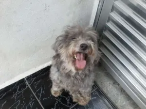 Cachorro raça Poodle idade 5 anos nome kessy