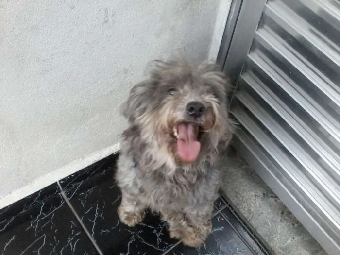Cachorro ra a Poodle idade 5 anos nome kessy