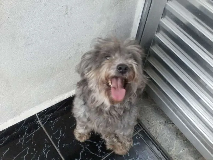 Cachorro ra a Poodle idade 5 anos nome kessy