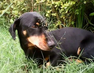 Cachorro raça Daschund idade 5 anos nome Sem nome