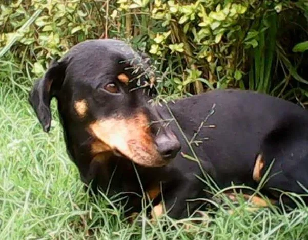 Cachorro ra a Daschund idade 5 anos nome Sem nome