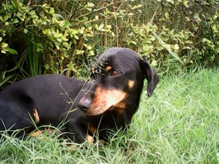 Cachorro ra a Daschund idade 5 anos nome Sem nome