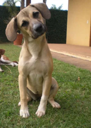 Cachorro raça SRD idade 2 a 6 meses nome Bella