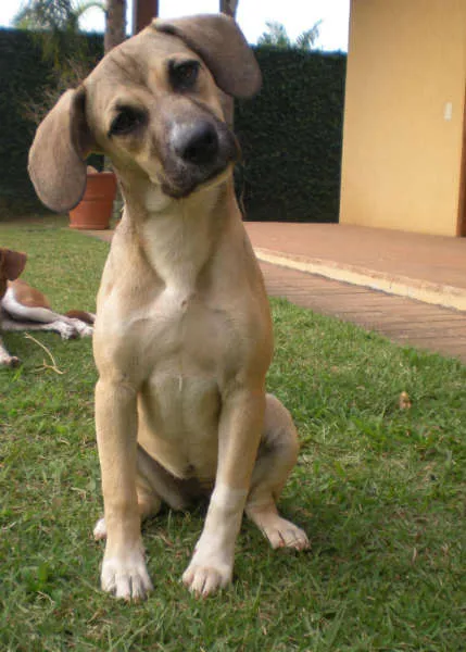 Cachorro ra a SRD idade 2 a 6 meses nome Bella