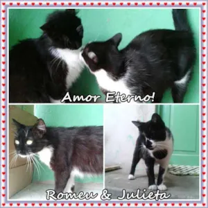 Gato raça SRD idade 2 anos nome Romeu & Julieta