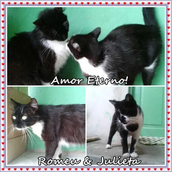 Gato ra a SRD idade 2 anos nome Romeu & Julieta