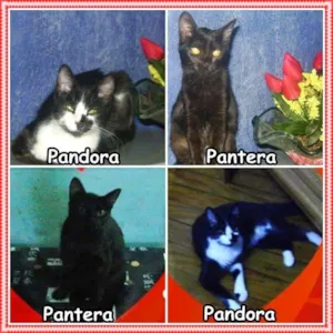 Gato raça SRD idade 1 ano nome Pandora & Pantera