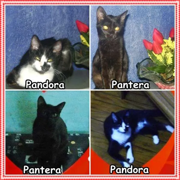 Gato ra a SRD idade 1 ano nome Pandora & Pantera