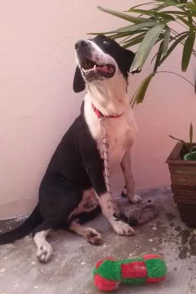 Cachorro ra a SRD (Vira-lata) idade 7 a 11 meses nome Max