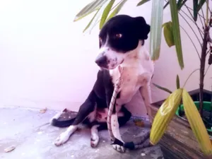 Cachorro raça SRD (Vira-lata) idade 7 a 11 meses nome Max