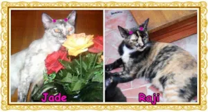 Gato raça SRD idade 1 ano nome Jade & Raji
