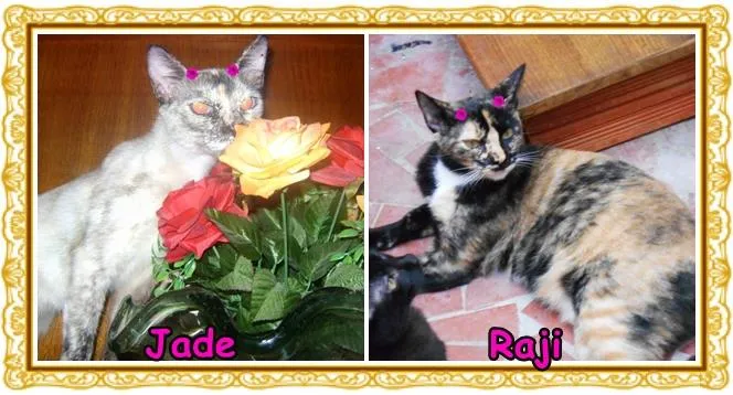Gato ra a SRD idade 1 ano nome Jade & Raji