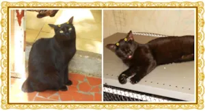 Gato raça SRD idade 1 ano nome Lindinha