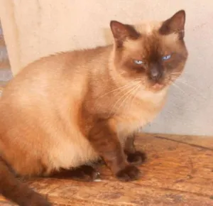 Gato raça Siamês idade 2 anos nome Matheus