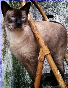 Gato ra a Siamês idade 2 anos nome Lord