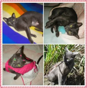 Gato raça Mix de Russian Blue idade 1 ano nome Dolabella