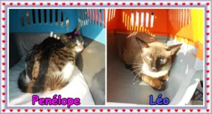Gato raça SRD/Siamês idade 7 a 11 meses nome Penélope & Léo