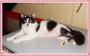 Gato raça SRD idade 1 ano nome Mel