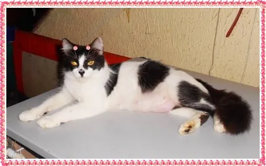 Gato ra a SRD idade 1 ano nome Mel