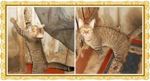 Gato raça SRD idade 2 anos nome Magaly