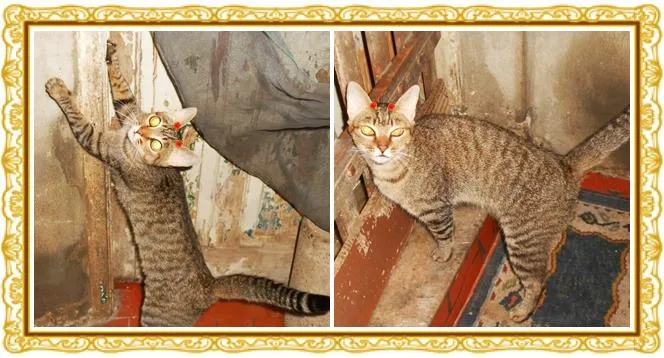 Gato ra a SRD idade 2 anos nome Magaly