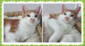 Gato raça SRD idade 7 a 11 meses nome Lilo