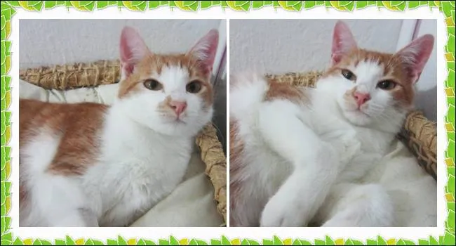 Gato ra a SRD idade 7 a 11 meses nome Lilo