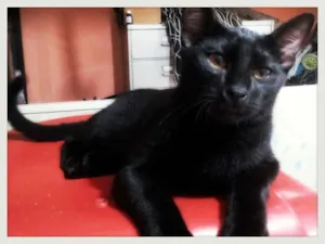 Gato raça SRD idade 7 a 11 meses nome Nino