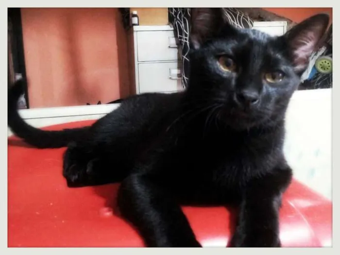 Gato ra a SRD idade 7 a 11 meses nome Nino