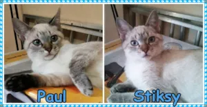 Gato raça Sialatas idade 2 a 6 meses nome Paul e Stiksy