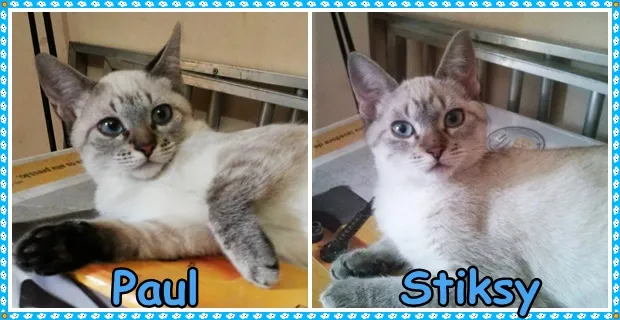 Gato ra a Sialatas idade 2 a 6 meses nome Paul e Stiksy