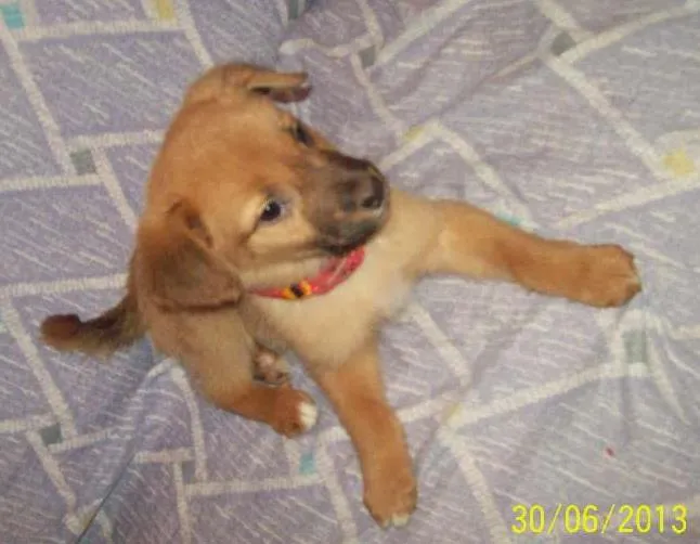 Cachorro ra a Não ID idade Abaixo de 2 meses nome Não tem