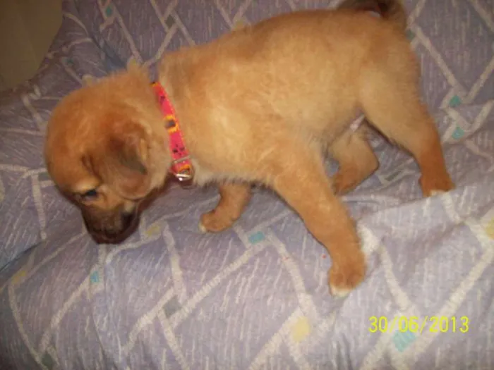 Cachorro ra a Não ID idade Abaixo de 2 meses nome Não tem