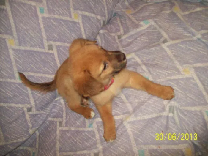 Cachorro ra a Não ID idade Abaixo de 2 meses nome Não tem