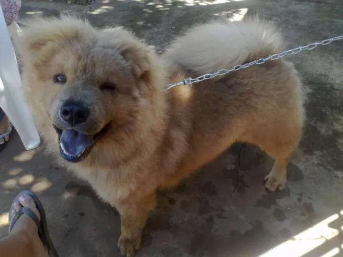 Cachorro ra a Chow Chow idade 7 a 11 meses nome Billy