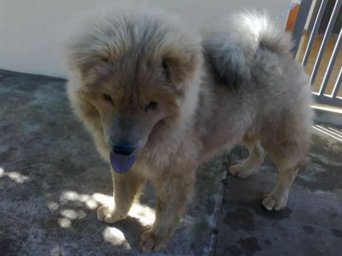 Cachorro ra a Chow Chow idade 7 a 11 meses nome Billy