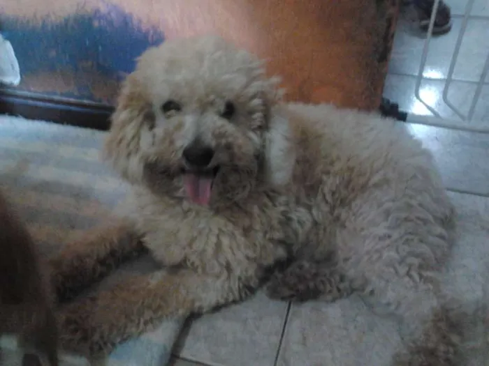 Cachorro ra a Poodle idade 1 ano nome Safira