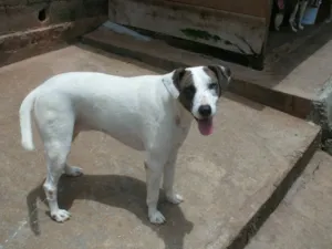 Cachorro raça SRD idade 3 anos nome Branca