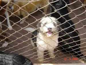 Cachorro raça SRD idade 2 anos nome Branco