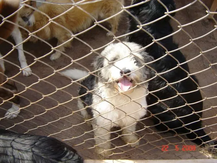 Cachorro ra a SRD idade 2 anos nome Branco
