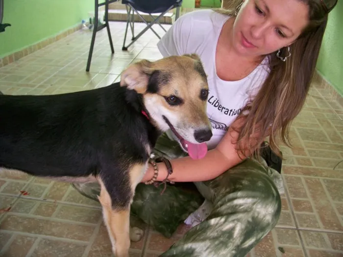 Cachorro ra a SRD idade 1 ano nome Andre