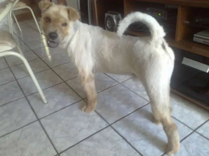 Cachorro ra a Chow Chow idade 7 a 11 meses nome Billy