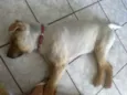 Billy