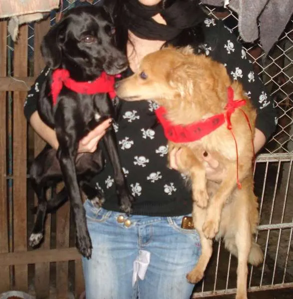 Cachorro ra a SRD idade 1 ano nome Pretinha