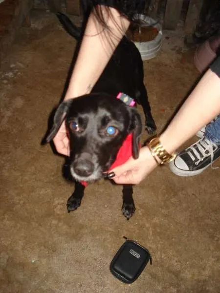 Cachorro ra a SRD idade 1 ano nome Pretinha