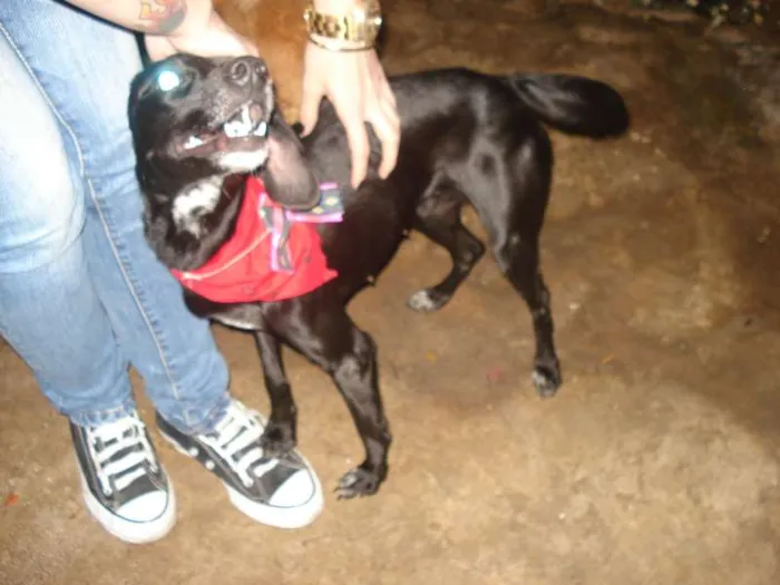 Cachorro ra a SRD idade 1 ano nome Pretinha