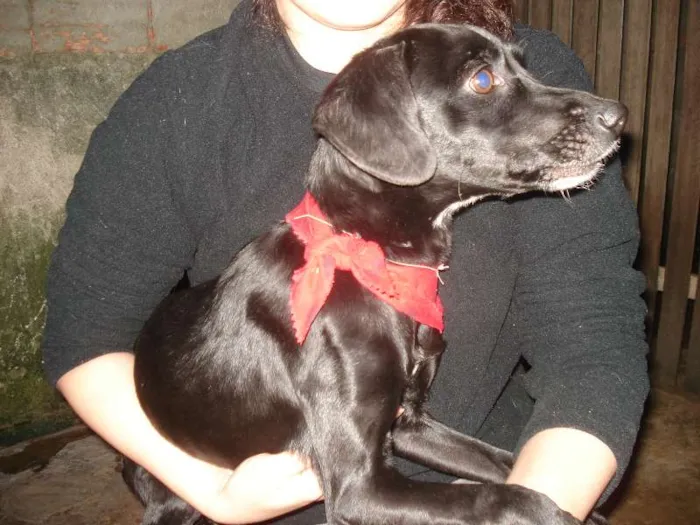 Cachorro ra a SRD idade 1 ano nome Pretinha
