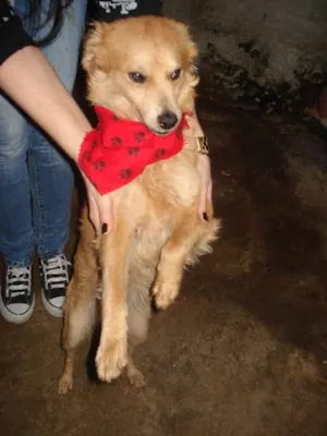 Cachorro raça SRD idade 2 anos nome Luquinhas